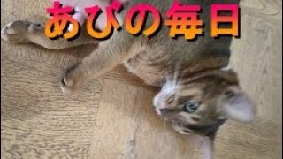 ネコ動画あび＃308　あびの毎日　アビシニアン　あび