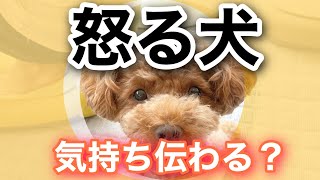 【犬の気持ち】吠え方、表情、仕草でしつこくアプローチしてくる犬が愛おしい。