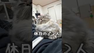 幸せすぎる猫との休日がこちらです💁　#猫　#ねこ　#マンチカン　#猫動画  #猫のいる暮らし   #猫好きさんと繋がりたい   #ねこのいる生活  #shorts   #cat   #ネコ