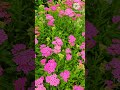 beautiful pink yarrow flowers garden flowers satisfying shorts nature flowers