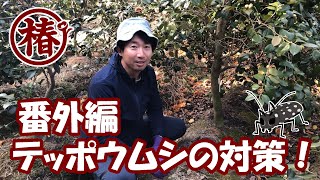 椿の管理・番外編　テッポウムシの対策