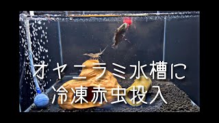 日本淡水魚オヤニラミ水槽に冷凍赤虫を入れてみた