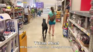 4yo Great Dane “Titan” Before and After - Dog Trainer Raleigh Durham