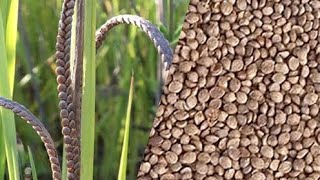 कोदो की खेती सुख देती Kodo Millet Farming