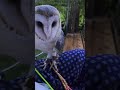 おはようございます☀朝5時のメンフクロウマルタのほほん日記。 動物 owl owls フクロウ メンフクロウ animals 鳥 猛禽類 animal