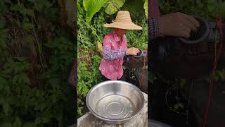 奶奶每天起床就去捉泥鳅 Grandma gets up every day and goes to catch loaches  #農村生活 #fishing #fishtrip #fish