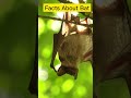 fact about bats 🦇🦇 வௌவால் பற்றிய உண்மைகள் shorts bats facts