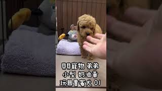 貝貝寵物專業犬舍- 小型 奶油黃 玩具貴賓犬 01號