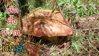 (ep.11 1/2)6.18.2021 เก็บเห็ดผึ้งหวานใต้ดินในอเมริกา/Picking King Boletes Mushrooms CA USA