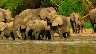 Elephants Saved from Poaching Learn to Trust Again | Planet Earth III Behind The Scenes | BBC Earth