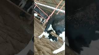 Cow Video #femalecalf #cows #amba #teranding #shorts