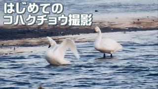 はじめての白鳥撮影