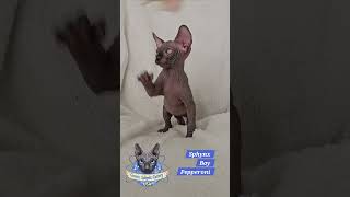 Sphynx kittens. Cosmic Sphynx Cattery Chicago IL #sphynx #kittens #cat #elf #cosmicsphynx #kitty