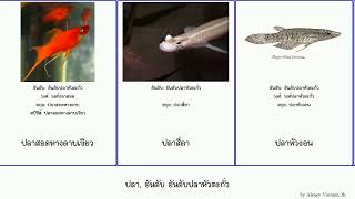 ปลา, อันดับ อันดับปลาหัวตะกั่ว fish วงศ์ปลาสอด Same Spence Time ปลาหัวงอน ปลาคลาวน์คิลลี่ฟิช