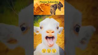 Cute Goat Sound 🥰😯_Goat Video_Goat Sounds_ #shorts #funny #goat #ytshorts #goats