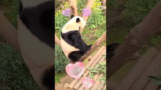 [Everland 4K] Panda World, Le Bao 2022-03-27