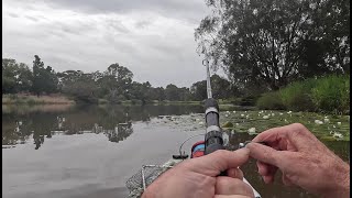 Barwon river fishing salt water to fresh