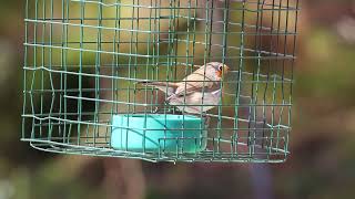 Robin using caged feeder for live mealworms