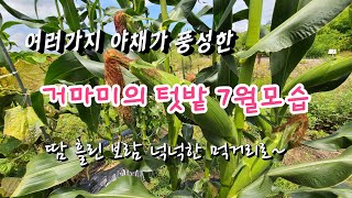 거마미의 텃밭 모습(7월중순)