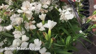 All About Dianthus