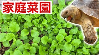 Grow vegetables in the extra space of the garden and feed them to tortoises