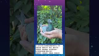 24 520335灰♀欣麥德氏賽鴿育種中心影片介紹