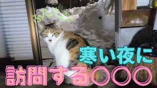 【野良猫】訪問する謎の影！ふたたび！