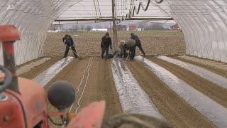 NAJVEĆI UZGOJ PAPRIKE U LESKOVCU - na bankovima i foliji - DOKTOR za papriku