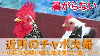 近所のチャボ夫婦～小柄な碁石矮鶏の雄鶏と桂矮鶏雌鶏は暑さに強い？～