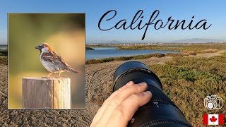 BIRD PHOTOGRAPHY in CALIFORNIA Part 1: Imperial Beach & San Diego Bay (POV Bird Photography)