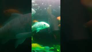 #shorts amazing Big japnese koi fish 🐠🐠 #shorts #aquarium #subscribe #subscriber