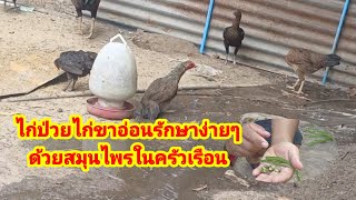 วิธีรักษาไก่ป่วยไก่ขาอ่อนง่ายๆด้วยสมุนไพรในครัวเรือน