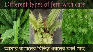 Different types of fern with care tips#বিভিন্ন ধরনের ফার্ন গাছ এবং তাদের পরিচর্যা#My fern collection