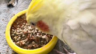 オカメインコのチョコボのモーニングルーティン 2024.12.8