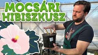 Hibiscus moscheutos - Mocsári hibiszkusz tudnivalók, teleltetés | Megyeri Szabolcs