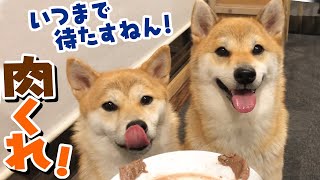 【柴犬】肉を目の前に待たされる柴犬！ベロベロが止まりまへん！