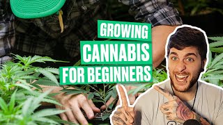 Growing Cannabis For Beginners