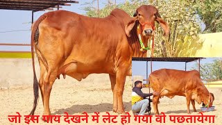 27 month old अदंत बछिया गिर नस्ल  #अरावलीडेयरीफॉर्म किशनगङ 9983954391#gircowmilking