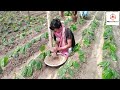 পান চাষের পদ্ধতি !! betel leaf cultivation in bangladesh ! betel leaf plant ! betel leaf farming