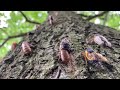 billions of cicadas to emerge in 15 u.s. states