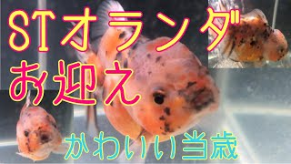 【ヤフオクの金魚】ショートテールオランダの当歳魚がかわいすぎた