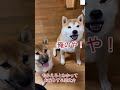 叱られる柴犬‼️芋を見て大興奮の菊次郎くんが珍しく怒られた😅　 柴犬　 犬　 おもしろ 犬のいる暮らし 癒し