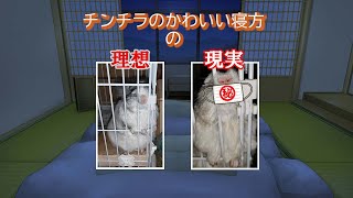 【チンチラの寝方(寝顔)】かわいい寝顔を想像してたら、全然違う状況で思わず動画上げました。