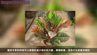 客廳裡面放什麼樣的植物盆栽更好看、更大氣！推薦3種以供選擇