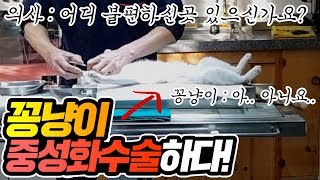 꽁냥이 중성화수술하다 ..... [ 공대생네 가족 ]