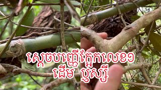 វីដេអូរទៅយកបញ្ញើក្អែកដើម  ប្ញស្សីដោយផ្ទាល់  ពីខ្ញុំបាទ លោកគ្រូ អថ័ន  ខ្យាដំរី  នៅខេត្តមណ្ឌល់គិរី