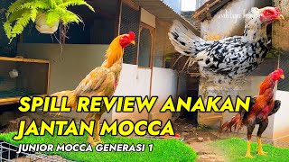 SPILL MOCCA Jr ANAKAN AYAM BANGKOK KLASIK | Aditya Farm 99