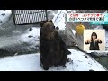 【ゴンドラにサケを吊るし…】クマ牧場でトバ作り「びっくり！」