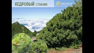 КЕДРОВЫЙ СТЛАНИК, СОСНА СТЛАНИКОВАЯ (Видео без звука)