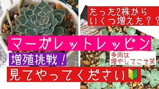 #4[多肉植物] どんどん増える！マーガレットレッピン☆いくつ増えたでしょう☆初心者さんにオススメです